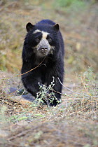Female Spectacled bear (Tremarctos ornatus) Chaparri Ecological Reserve, Peru, South America, captive