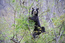 Spectacled bear (Tremarctos ornatus) climbing in tree in the dry forest, Chaparri Ecological Reserve, Peru, South America, captive