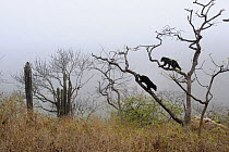 Encounter of two Spectacled bears (Tremarctos ornatus) climbing in tree on a typical misty morning in the dry forest, Chaparri Ecological Reserve, Peru, South America