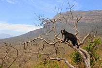 Spectacled bear (Tremarctos ornatus) climbing in tree, Chaparri Ecological Reserve with Mount Chaparri in the background, Peru, South America