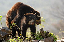 Spectacled bear (Tremarctos ornatus) mating pair, Chaparri Ecological Reserve, Peru, South America