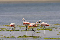 Chilean flamingos (Phoenicopterus chilensis) Paracas peninsula, Paracas National Desert, Peru. Endangered species