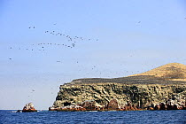 Seabird colony, Isla Ballestas, Ballestas Islands, Peru