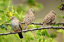 Croaking ground doves (Columbina cruziana) Chaparri Ecological Reserve, Peru, South America