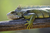 Common green iguana (Iguana iguana) Chaparri Ecological Reserve, Peru, South America