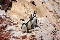 Humboldt penguins (Spheniscus humboldti) on Isla Ballestas, Ballestas Islands, Peru. Endangered species