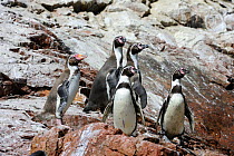 Humboldt penguins (Spheniscus humboldti) on Isla Ballestas, Ballestas Islands, Peru. Endangered species