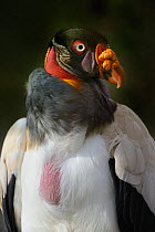 Portrait of King vulture (Sarcoramphus papa) Chaparri Ecological Reserve, Peru, South America