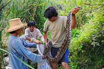 Guards capturing Peruvian boa (Boa constrictor ortonii) Chaparri Ecological Reserve, Peru, South America