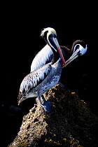 Peruvian pelicans (Pelecanus thagus) preening, Isla Ballestas, Ballestas Islands, Peru