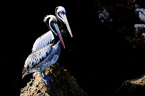 Peruvian pelicans (Pelecanus thagus) Isla Ballestas, Ballestas Islands, Peru