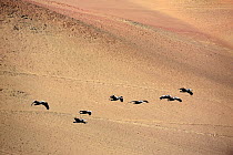 Peruvian pelicans (Pelecanus thagus) flying over the desert, Paracas peninsula, Paracas National Desert, Peru