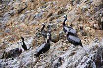 Peruvian pelican colony (Pelecanus thagus) Isla Ballestas, Ballestas Islands, Peru