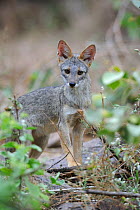 Sechuran fox (Pseudalopex sechurae) Chaparri Ecological Reserve, Peru, South America