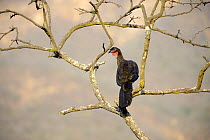 White-winged guan (Penelope albipennis) critically endangered and endemic to Chaparri Ecological Reserve, Peru, South America
