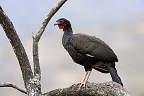 White-winged guan (Penelope albipennis) critically endangered and endemic to Chaparri Ecological Reserve, Peru, South America