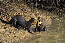 Giant Brazilian Otters (Pteronura brasiliensis) in Pixaim River, Pantanal Matogrossense, Mato Grosso State, Western Brazil.