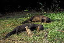 Giant Brazilian Otters (Pteronura brasiliensis) resting on river bank, Pixaim River, Pantanal Matogrossense, Mato Grosso State, Western Brazil.