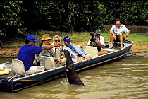 Guide feeds Giant Brazilian Otter (Pteronura brasiliensis) to attract it to tourist boat, Pixaim River, Pantanal Matogrossense, Mato Grosso State, Western Brazil.