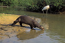 Giant Brazilian Otter (Pteronura brasiliensis) and a Jabiru stork (Jabiru mycteria) Pixaim River, Pantanal Matogrossense, Mato Grosso State, Western Brazil.