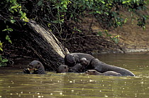Family of Giant Brazilian Otters (Pteronura brasiliensis) in Pixaim River, Pantanal Matogrossense, Mato Grosso State, Western Brazil.