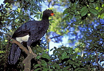 Red-billed Curassow (Crax blumenbachii) in the Atlantic rainforest of Esparito Santo State, Southeastern Brazil. Endangered.