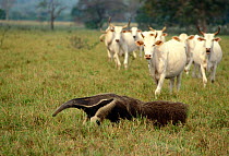 Giant Anteater (Myrmecophaga tridactyla) and cattle in the Pantanal, Mato Grosso do Sul State, Western Brazil. Endangered