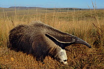 Giant anteater (Myrmecophaga tridactyla) Serra da Canastra National Park, Minas Gerais State, Southeastern Brazil. Endangered