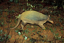Giant armadillo (Priodontes maximus) nocturnal, Emas National Park, Goias State, Central Brazil. Endangered