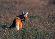 Maned wolf (Chrysocyon brachyurus) carrying Spotted Nothura (tinamou) prey in its natural habitat, the grasslands of the Brazilian Cerrado, Serra da Canastra National Park, Minas Gerais State, Brazil.