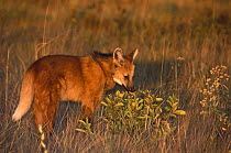 Maned wolf (Chrysocyon brachyurus) smelling scent marks of another Maned wolf in its natural habitat, the grasslands of the Brazilian Cerrado, Emas National Park, Goias State, Central Brazil.