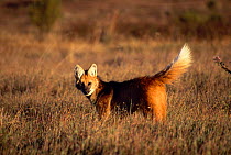 Maned wolf (Chrysocyon brachyurus) hunting in its natural habitat, the grasslands of the Brazilian Cerrado, Serra da Canastra National Park, Minas Gerais State, Brazil.
