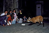 Tourists watch Maned wolf (Chrysocyon brachyurus) being fed at the Caraasa Natural Park, Minas Gerais State, Brazil.