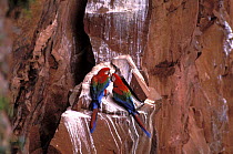 Pair of Green-winged macaws (Ara chloroptera) in the Buraco das Araras, a sinkhole in red sandstone, South of Mato Grosso do Sul State, Western Brazil.