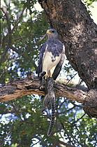 Black-chested buzzard-eagle (Geranoaetus melanoleucus) with Common marmoset (Callithrix jacchus) prey in its claws, Caatinga region of Northeastern Bahia State, Northeastern Brazil.
