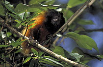 Black-faced Lion Tamarin (Leontopithecus caissara) in its native habitat in Superagui Island, coast of Parana State, Southern Brazil. Critically Endangered