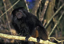 Black Lion Tamarin (Leontopithecus chrysopygus) Atlantic Rainforest of Western Sao Paulo State, Brazil. Endangered