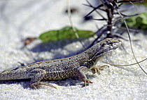 Lizard {Liolaemus lutzae} endemic to the sandy littoral of Rio de Janeiro State, at Marica Environmental Protection Area, Rio de Janeiro State, Southeastern Brazil.