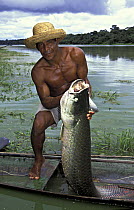 Fisherman showing Arapaima fish (Arapaima gigas) that he has caught, Jaraua village, Mamiraua Sustainable Development Reserve, Amazonas, Brazil