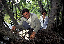 Herpetologists Ronis and Barbara da Silveira inspect nest of Black caiman {Melanosuchus niger) to count eggs, Varzea flooded forest of Mamiraua Sustainable Development reserve, Amazonas, Brazil. 1995