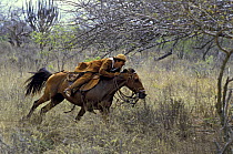 Cowboy and his horse wear leather protective garments to avoid the spines of the Caatinga vegetation, Bahia, NE Brazil, 1984
