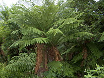 Giant tree ferns (Dicksonia sellowiana) near Urubici town, Santa Catarina State, Southern Brazil.
