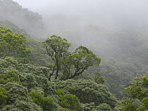 Mist over the canopy of Atlantic rainforest, Santa Catarina State, Southern Brazil.