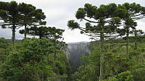 Araucaria / Parana pines (Araucaria angustifolia) in the Itaimbezinho Canyon, Aparados da Serra National Park, Rio Grande do Sul State, Southern Brazil.