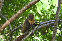 Golden-bellied Capuchin Monkey (Cebus xanthosternos) in Atlantic Rainforest of Southern Bahia State, Eastern Brazil. Critically Endangered