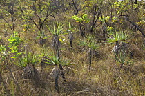 Cerrado vegetation with "candomb" bushes (Vellozia variabilis), a plant typical of the Cerrado, at Chapada dos Veadeiros, Gois State, Central Brazil.