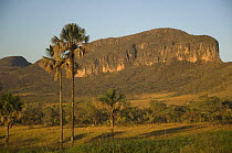 "Buriti" palm trees (Mauritia flexuosa) in Jardim de Maytrea (Maytrea's Garden), Chapada dos Veadeiros National Park, Gois State, Central Brazil.