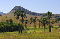 "Buriti" palm trees (Mauritia flexuosa) in Jardim de Maytrea (Maytrea's Garden), Chapada dos Veadeiros National Park, Gois State, Central Brazil