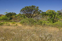 Cerrado vegetation at Chapada dos Veadeiros, municipality of Alto Paraso de Gois, Gois State, Central Brazil.