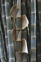 Close up of Bamboo stems in farm on the Cerrado, Goiás State, Brazil.